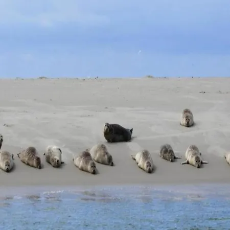 Texel Escape With Balcony 公寓 Westermient